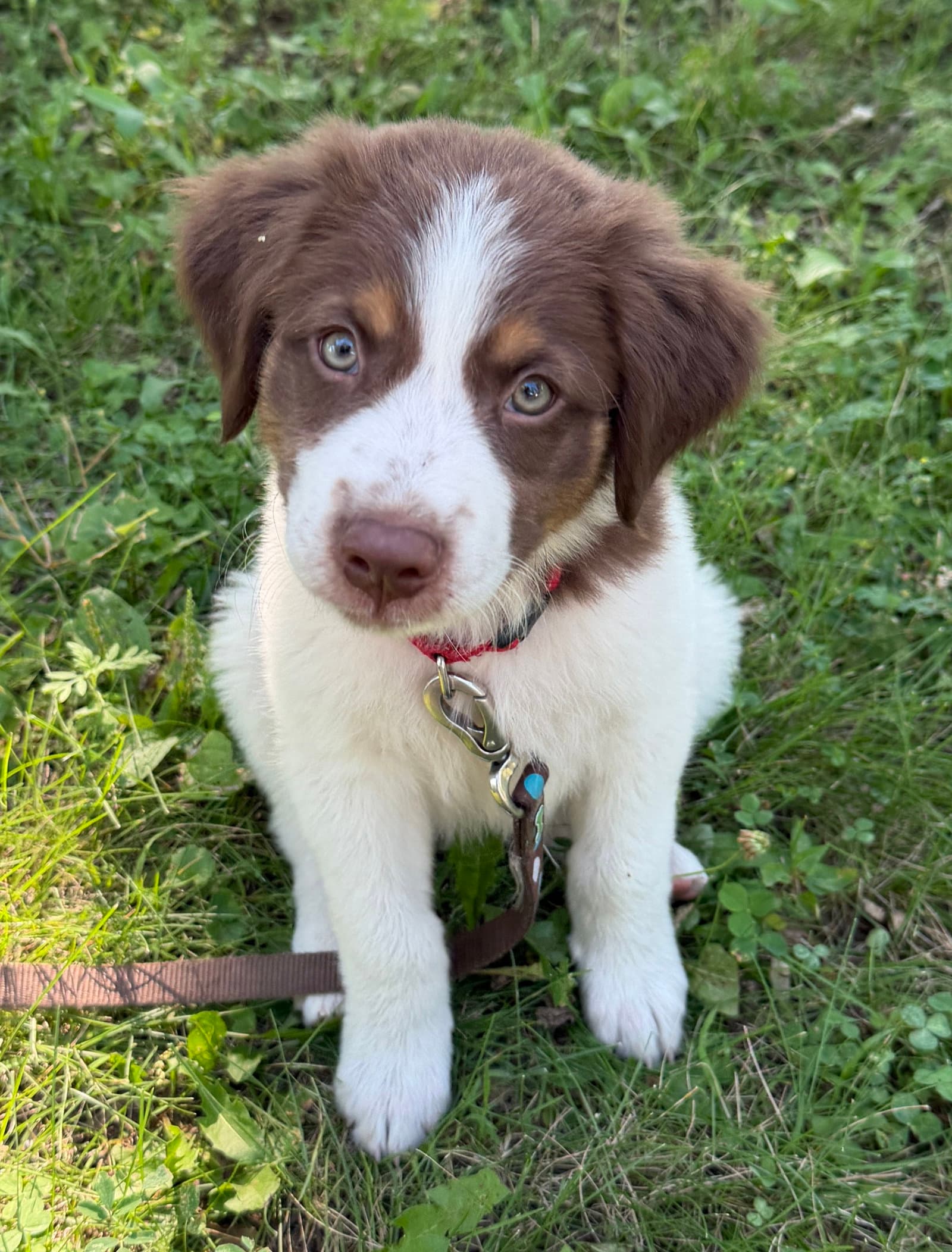 Woody