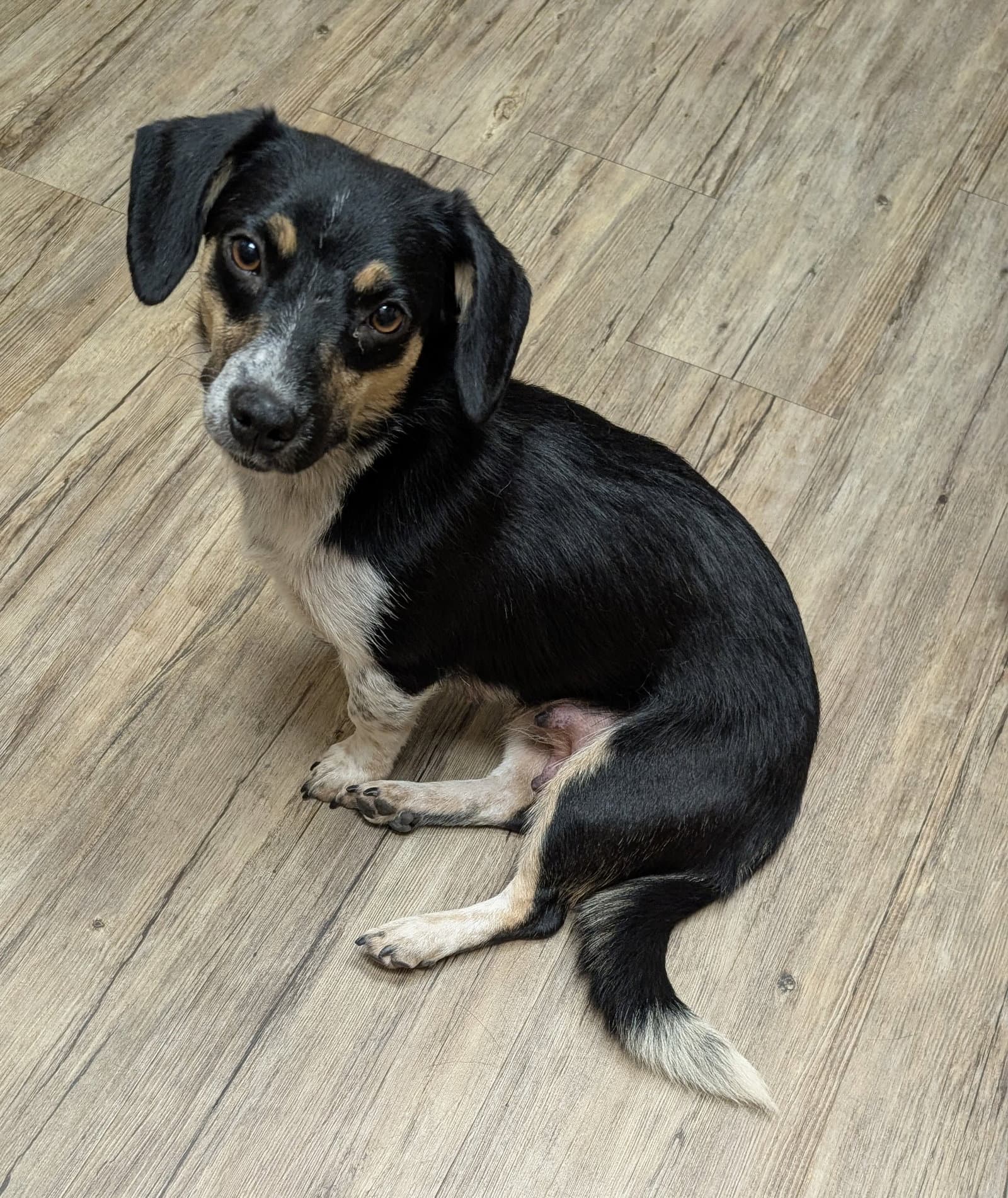 Janie - Beagle