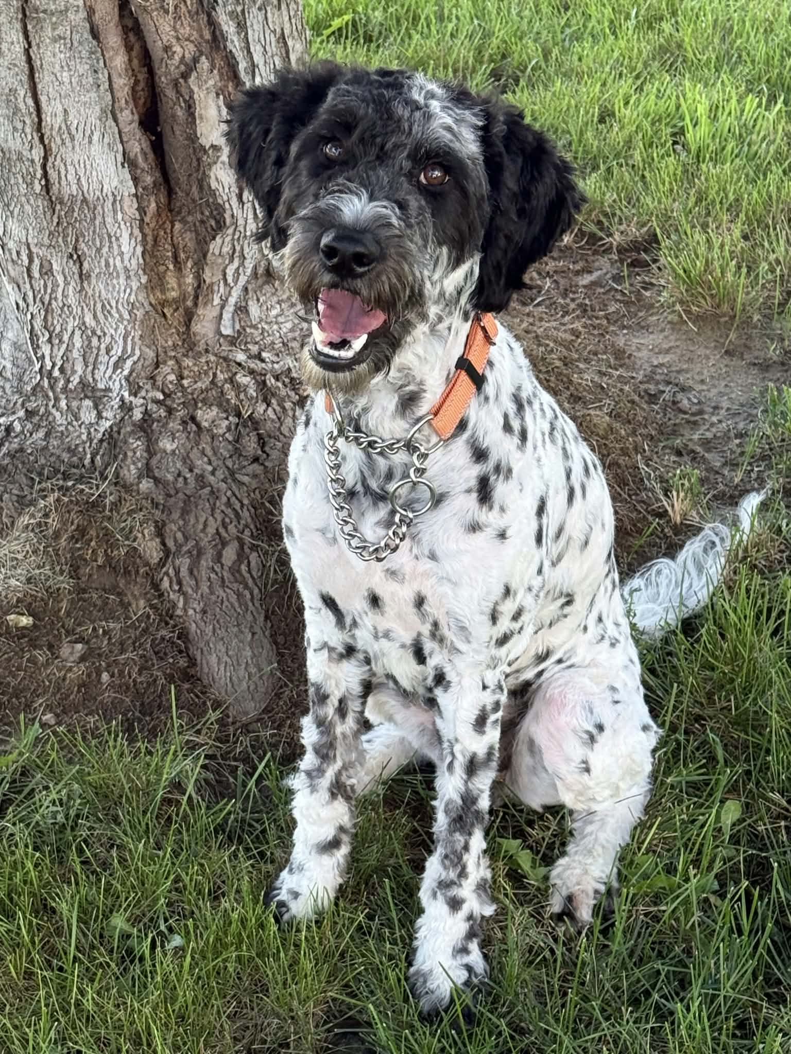 Clementine - Dalmatian
