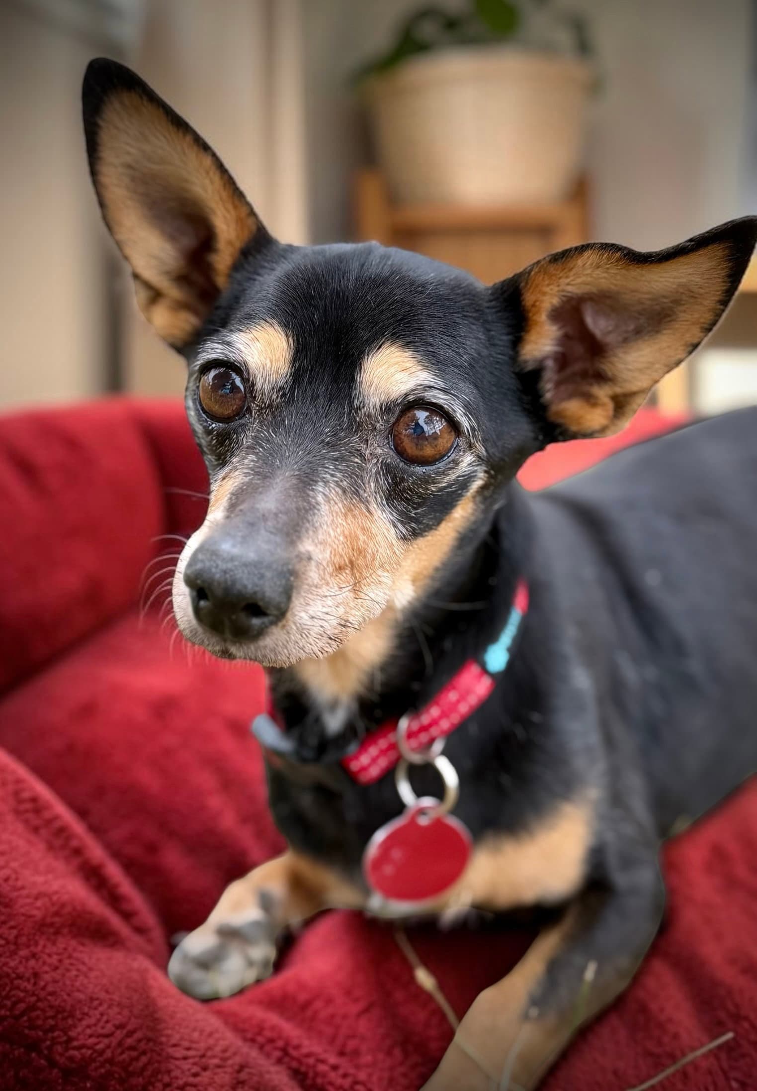 Jake - Chihuahua