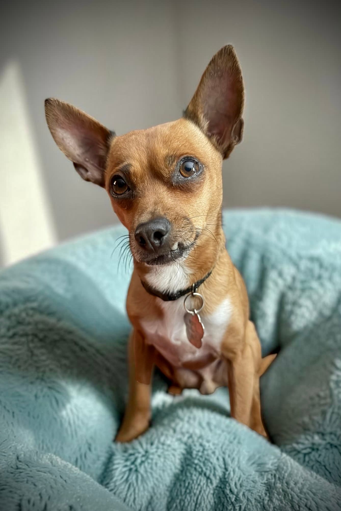 Theo - Chihuahua