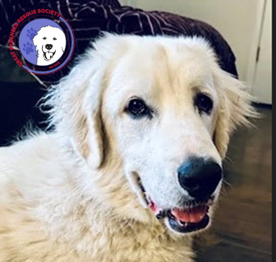 Jelly - Great Pyrenees