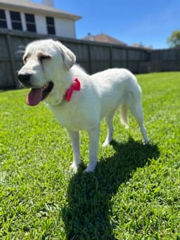 Elsa image 2