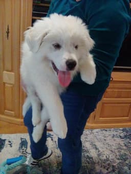 Murphy image 2