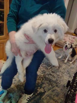 Murphy image 4