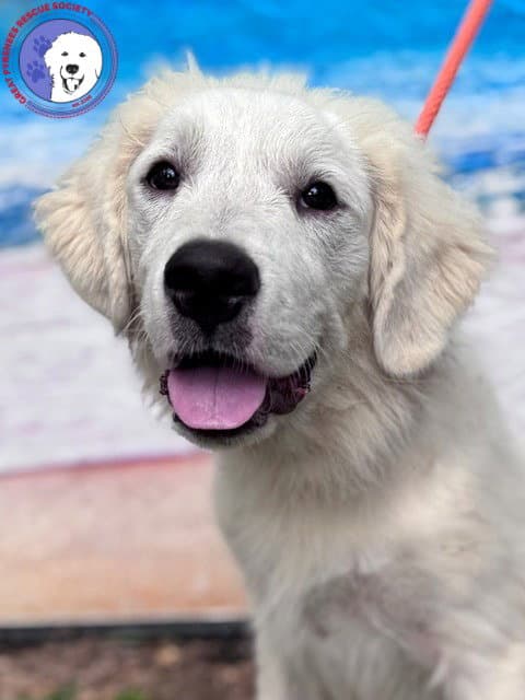 Murphy - Great Pyrenees