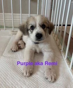 Remi image 2