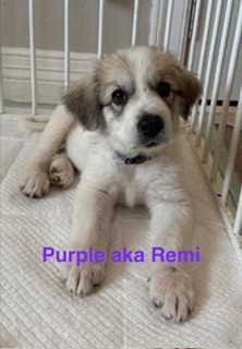 Remi image 3