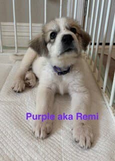 Remi image 4