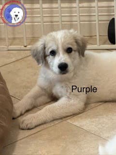 Remi image 1