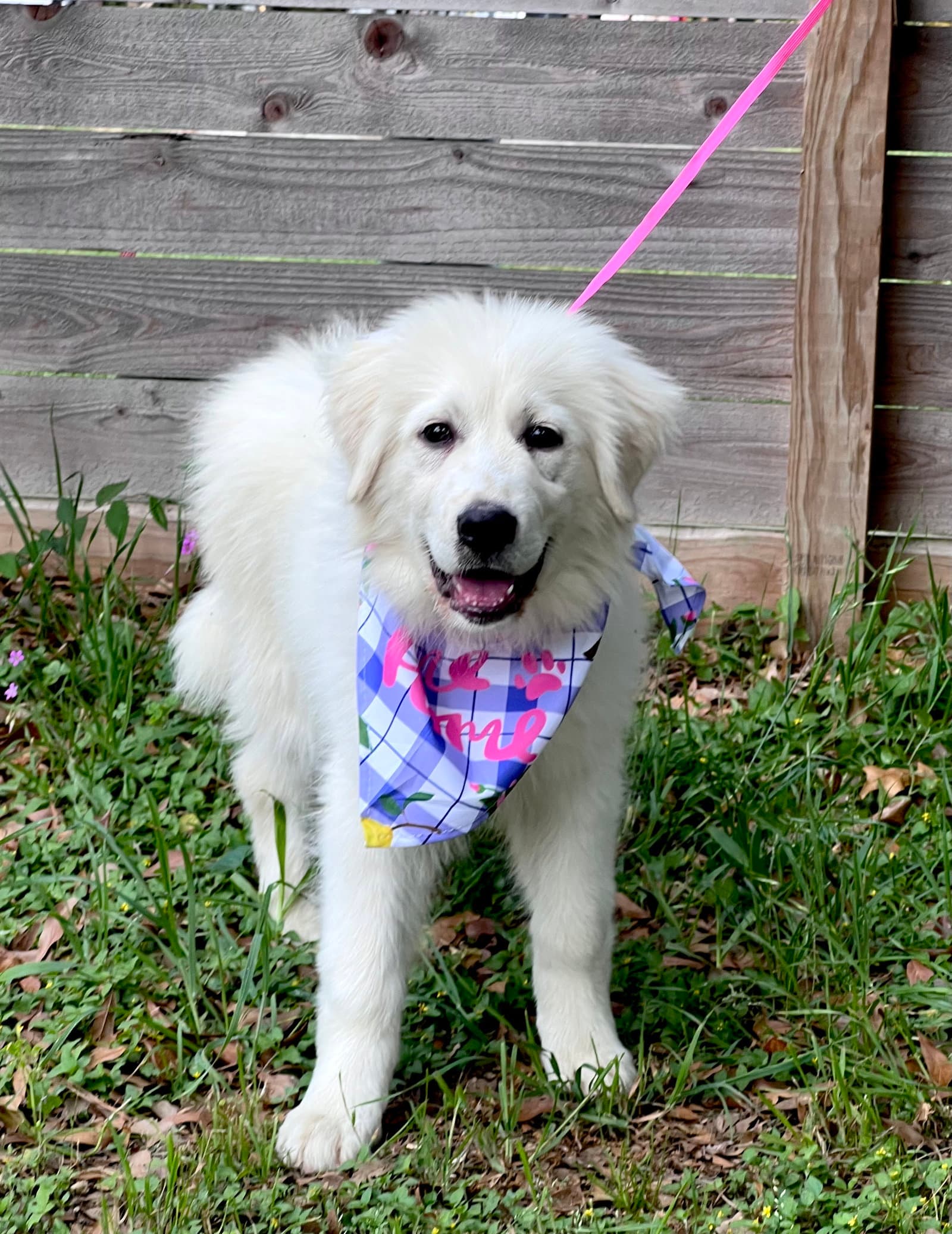 Tilly - Great Pyrenees