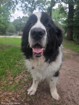Rosie image 3