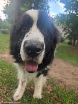 Rosie image 4