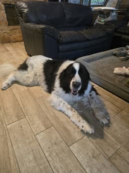 Rosie image 2