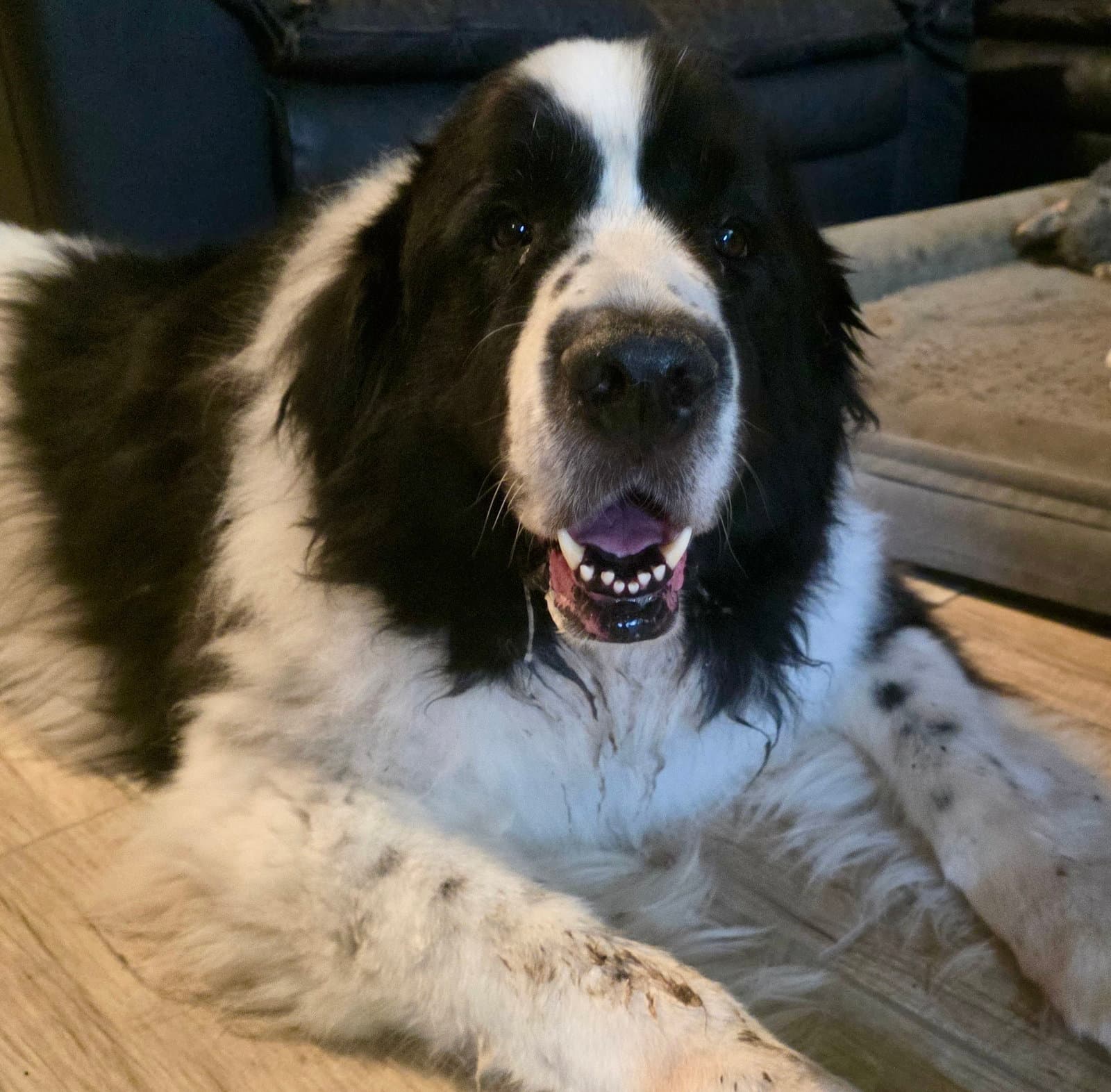 Rosie - Great Pyrenees