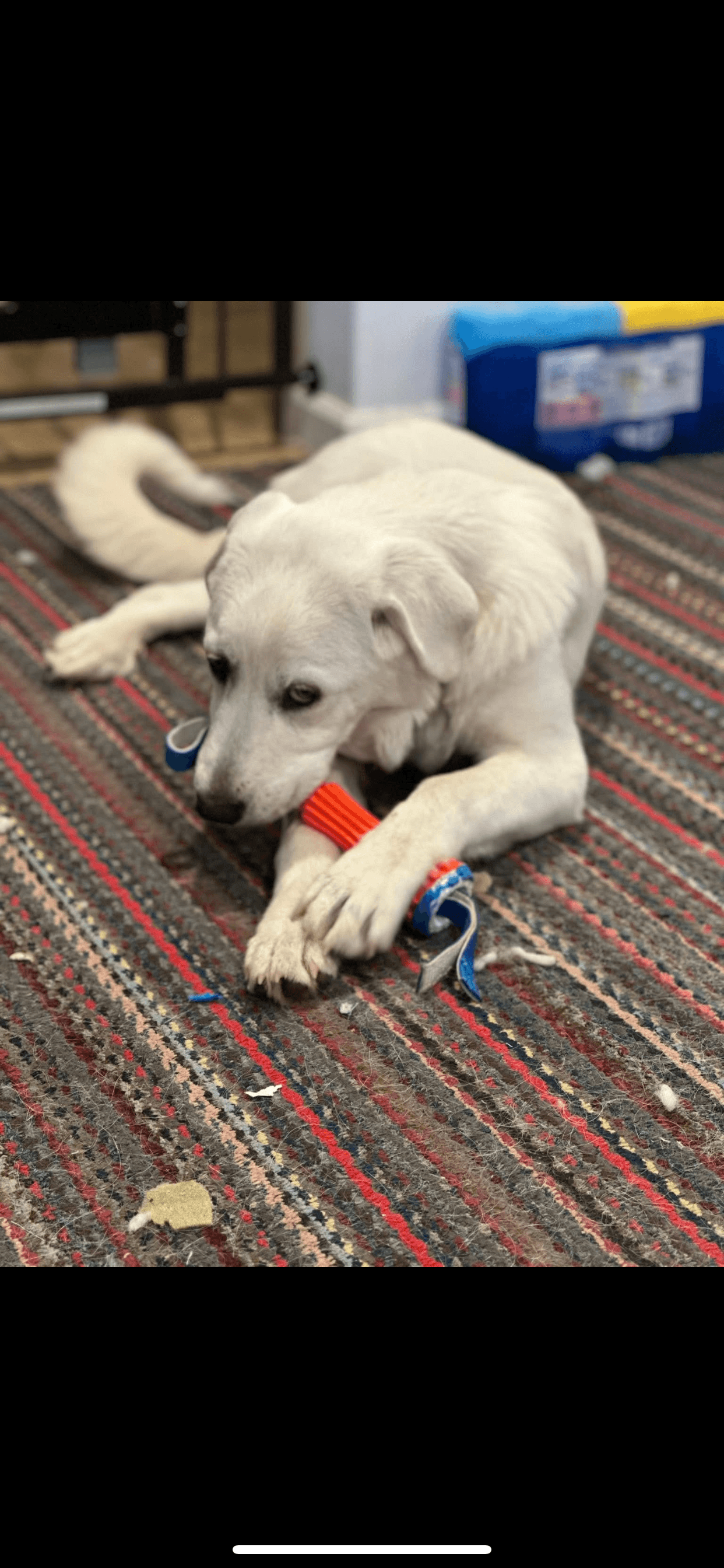 Colette - Great Pyrenees