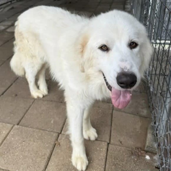 Dan - Great Pyrenees