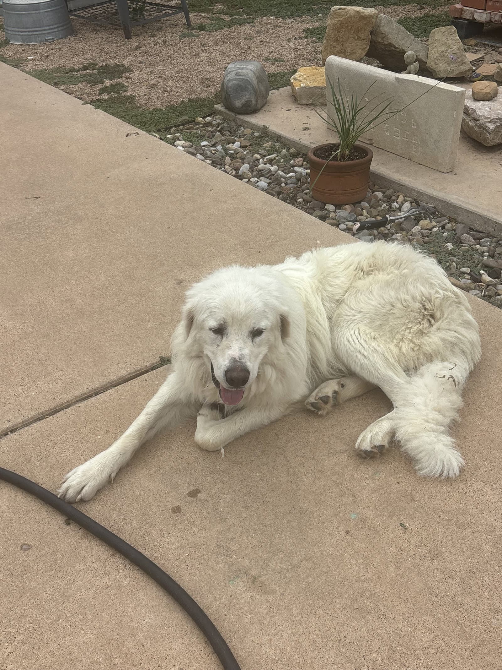 Lucas - Great Pyrenees