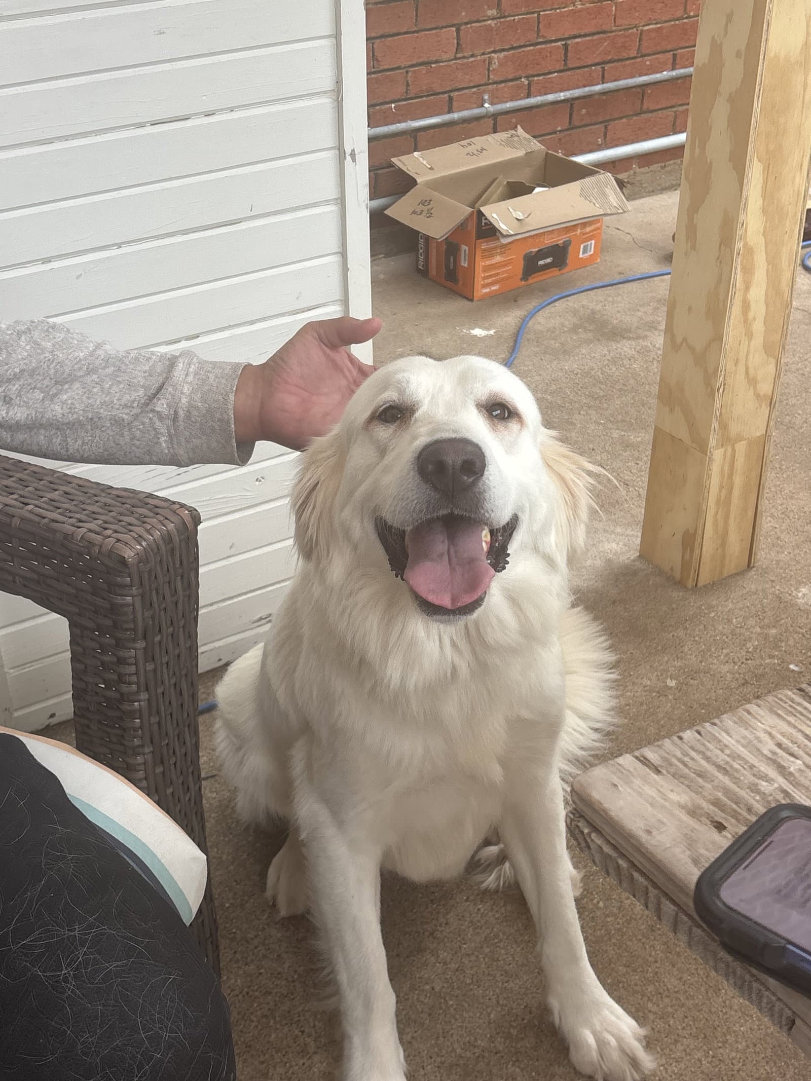 Deshanna - Great Pyrenees