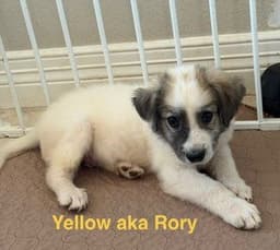 Rory image 2