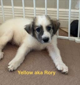 Rory image 3
