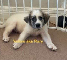 Rory image 4