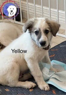 Rory - Great Pyrenees