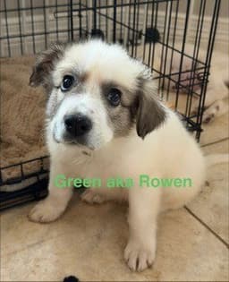 Rowen image 3