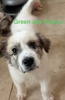 Rowen image 4