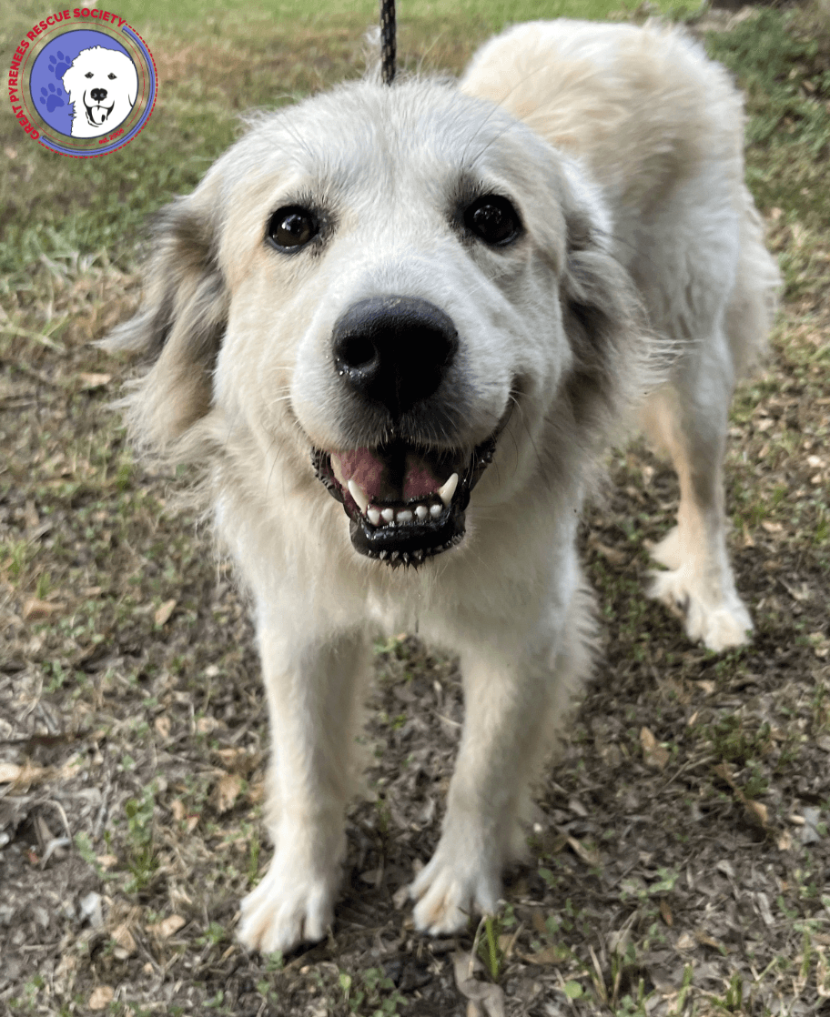 Taylor - Great Pyrenees