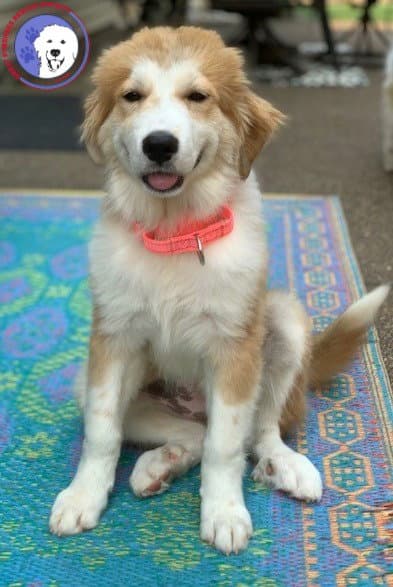 Sheri - Great Pyrenees
