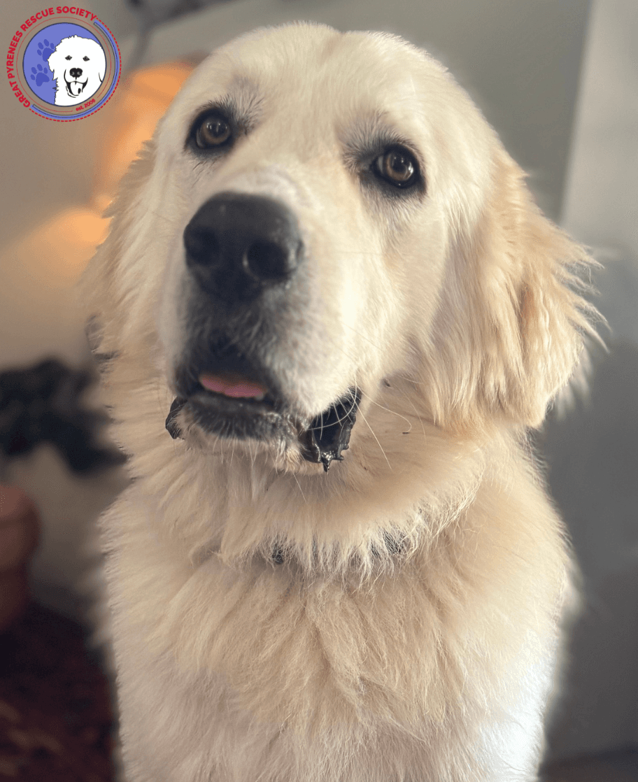 Handsome - Great Pyrenees