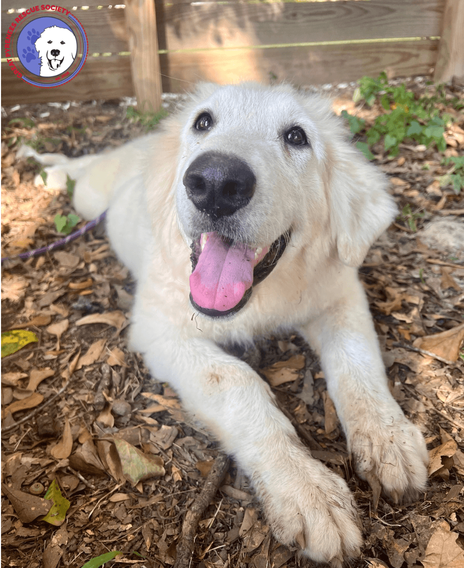 Truffle - Great Pyrenees