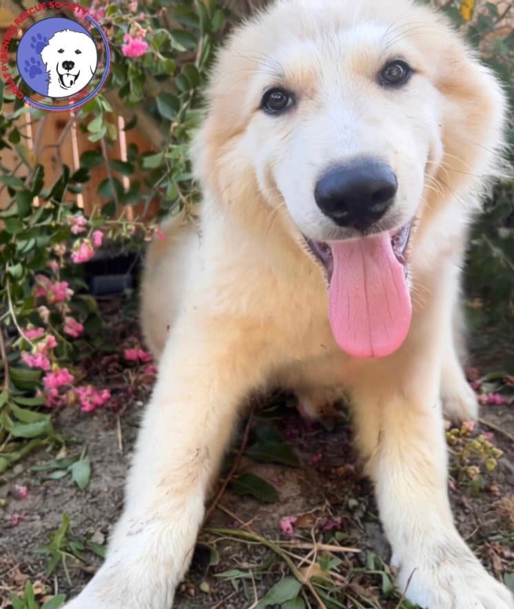 Tapas - Great Pyrenees