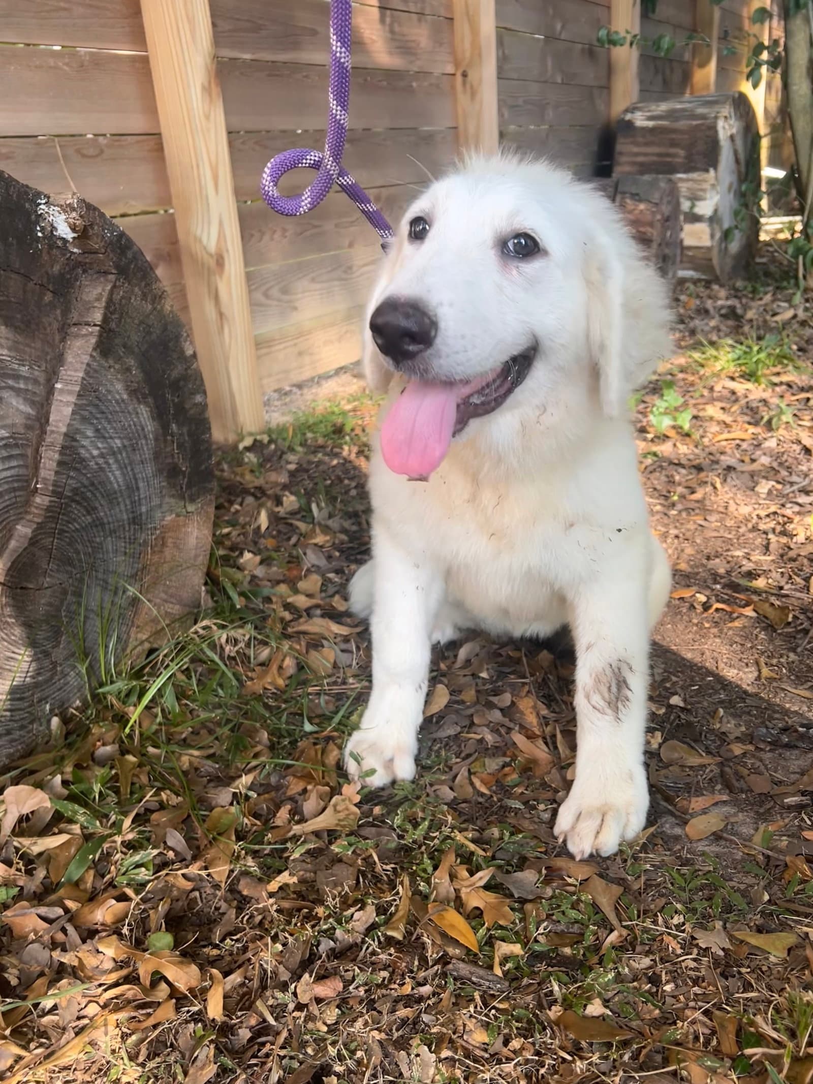 Tamryn - Great Pyrenees