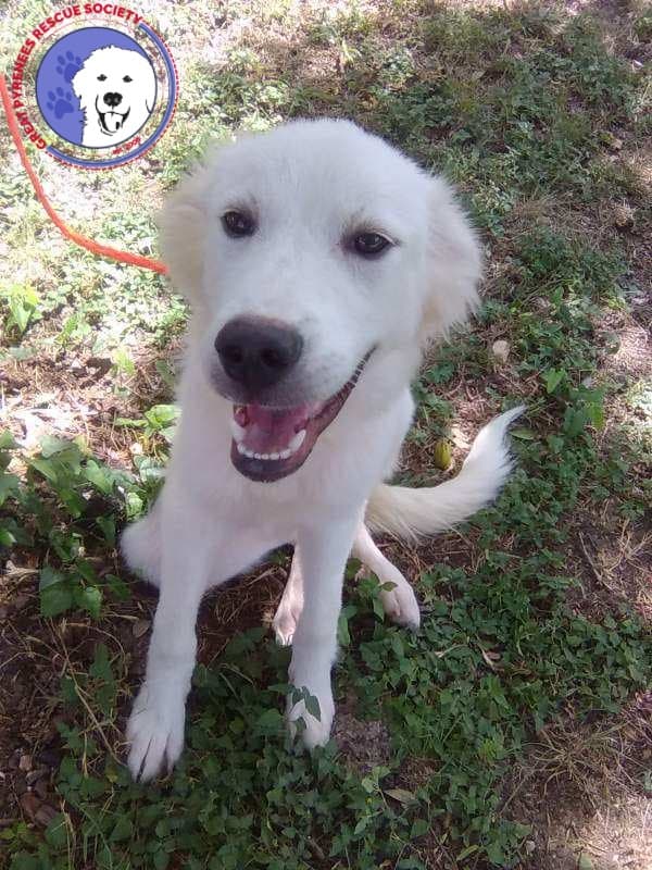 Nelly - Great Pyrenees