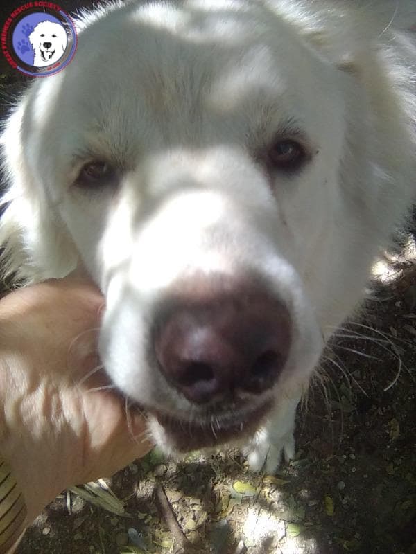 Kelly - Great Pyrenees