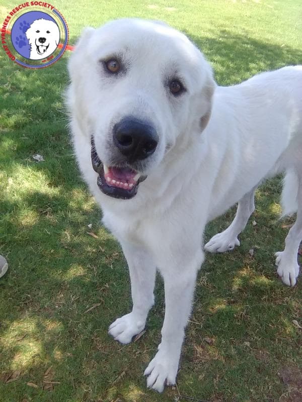 Condor - Great Pyrenees