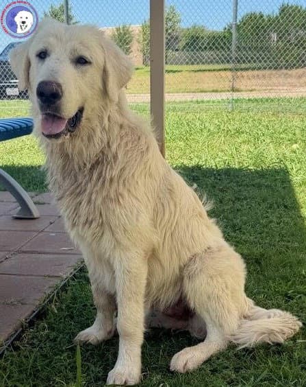 Rocco - Great Pyrenees