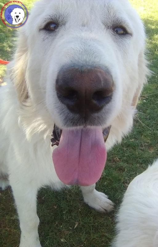 Rocco - Great Pyrenees