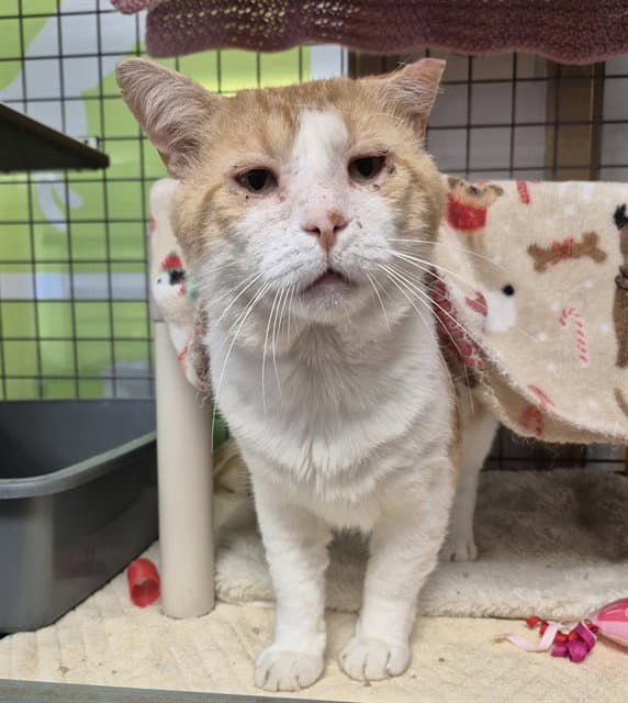 Maximus - Domestic Short Hair