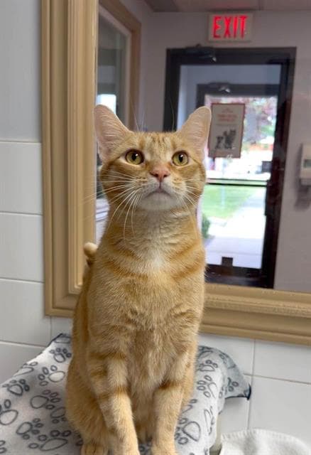 Floyd - Domestic Short Hair