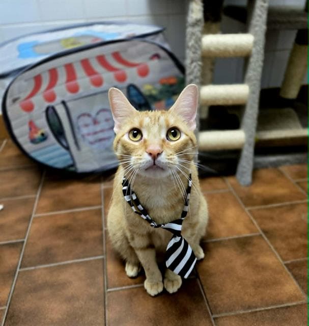 Floyd - Domestic Short Hair