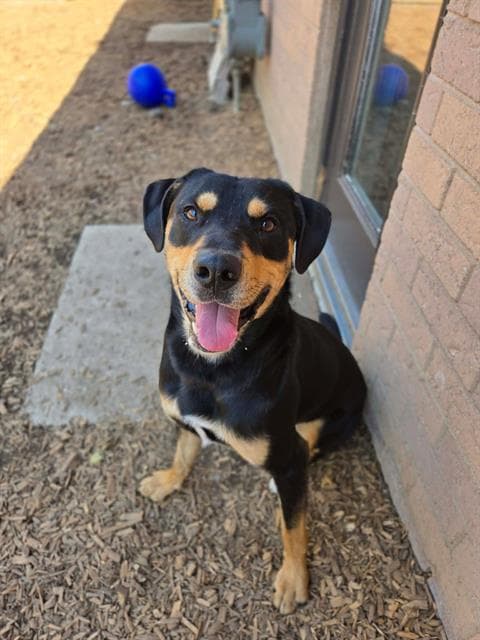 Mojo - Rottweiler