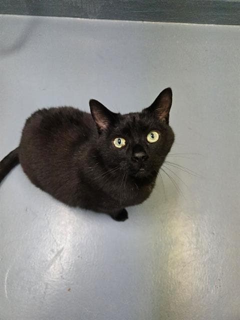 Sylvan - Domestic Short Hair