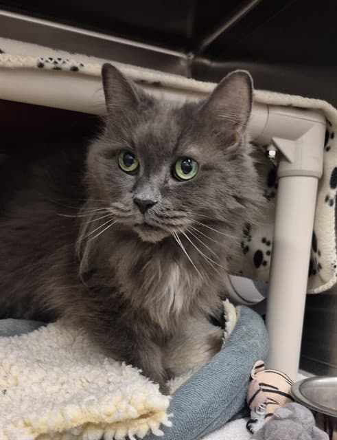 Felicette - Domestic Long Hair
