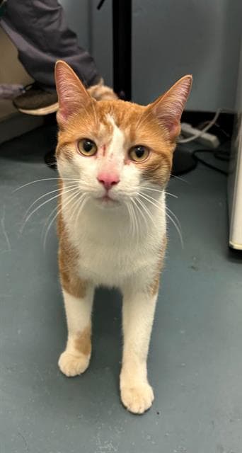 Creamsicle - Domestic Short Hair