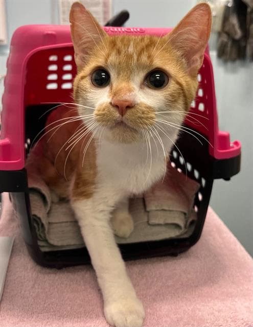 Fishy - Domestic Short Hair
