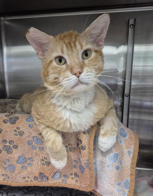 Ed - Domestic Short Hair