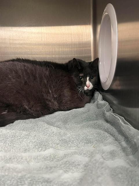 Flash - Domestic Short Hair
